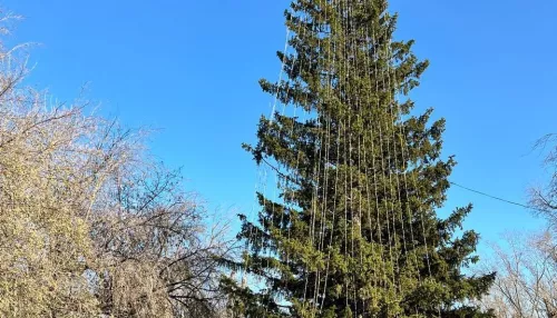 В барнаульском парке уже начали наряжать елку к Новому году