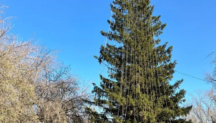 В барнаульском парке уже начали наряжать елку к Новому году