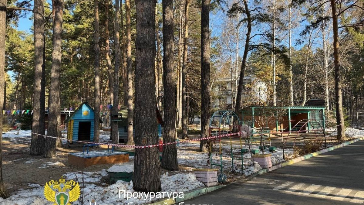 Детей едва не убило упавшей сосной в детсаду Новосибирска Место ЧП
