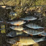 Ловля продолжается: рыбаки Алтайского края хвастаются хищными трофеями. Фото