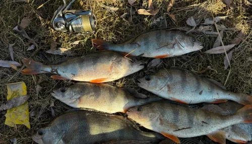 Ловля продолжается: рыбаки Алтайского края хвастаются хищными трофеями. Фото