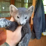 В Алтайском заповеднике рассказали историю дружбы соболя и госинспектора. Видео