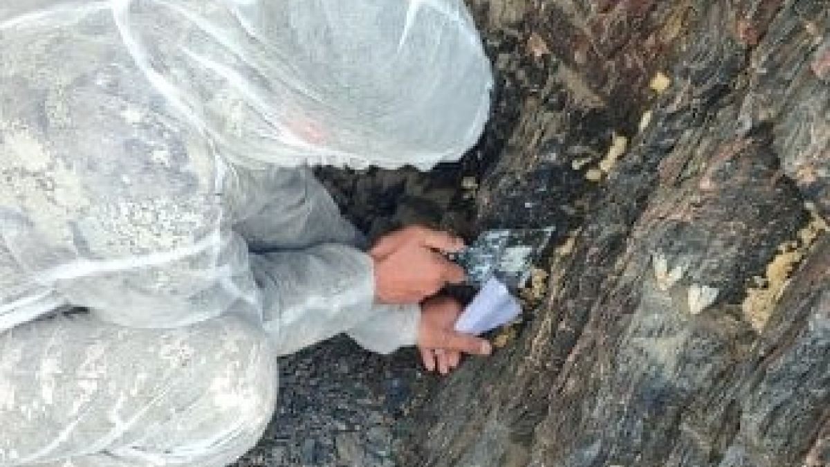 Прокуратура: в Республике Алтай неэффективно борются с непарным шелкопрядом Борьба с непарным шелкопрядом в Республике Алтай