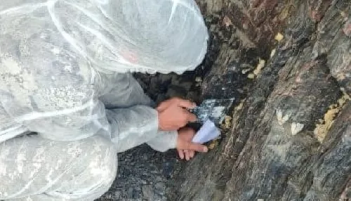 Прокуратура: в Республике Алтай неэффективно борются с непарным шелкопрядом