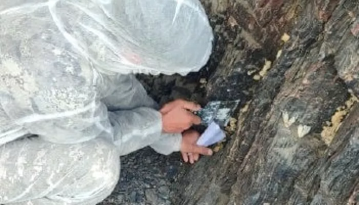 Прокуратура: в Республике Алтай неэффективно борются с непарным шелкопрядом Прокуратура: в Республике Алтай неэффективно борются с непарным шелкопрядом