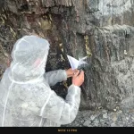 Серьезную борьбу с непарным шелкопрядом развернули в Республике Алтай