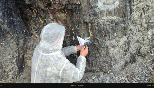 Серьезную борьбу с непарным шелкопрядом развернули в Республике Алтай