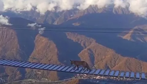 Она не заплатила за проходку!: сочинская лиса прошла по мосту на высоте 2200 метров