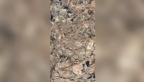 В Сайлюгемском нацпарке показали козерогов на крутых горных уступах. Видео