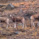 В Сайлюгемском нацпарке засняли самок аргали в предвкушении начала гона. Фото