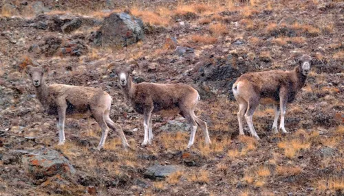 В Сайлюгемском нацпарке засняли самок аргали в предвкушении начала гона. Фото