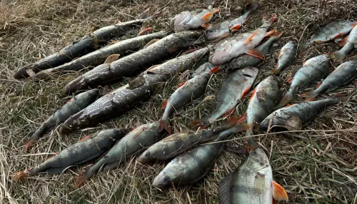 Сезон еще не окончен: рыбаки Алтайского края продолжают хвастаться уловом. Фото