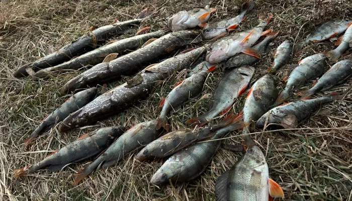 Сезон еще не окончен: рыбаки Алтайского края продолжают хвастаться уловом. Фото Сезон еще не окончен: рыбаки Алтайского края продолжают хвастаться уловом. Фото