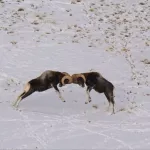 Сражение горных баранов за сердца самок запечатлели в Республике Алтай. Фото
