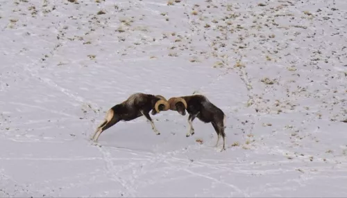 Сражение горных баранов за сердца самок запечатлели в Республике Алтай. Фото