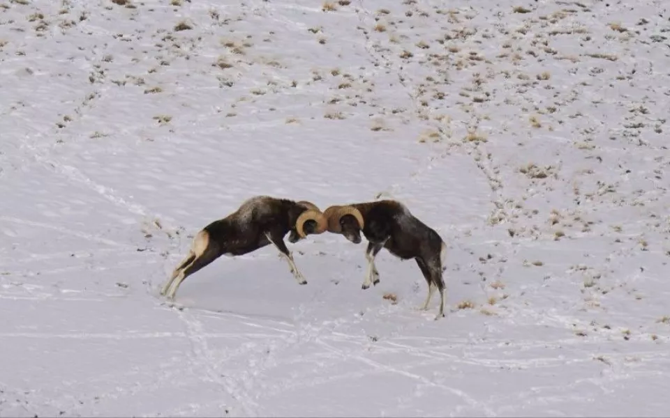 Сражение горных баранов за сердца самок запечатлели в Республике Алтай. Фото