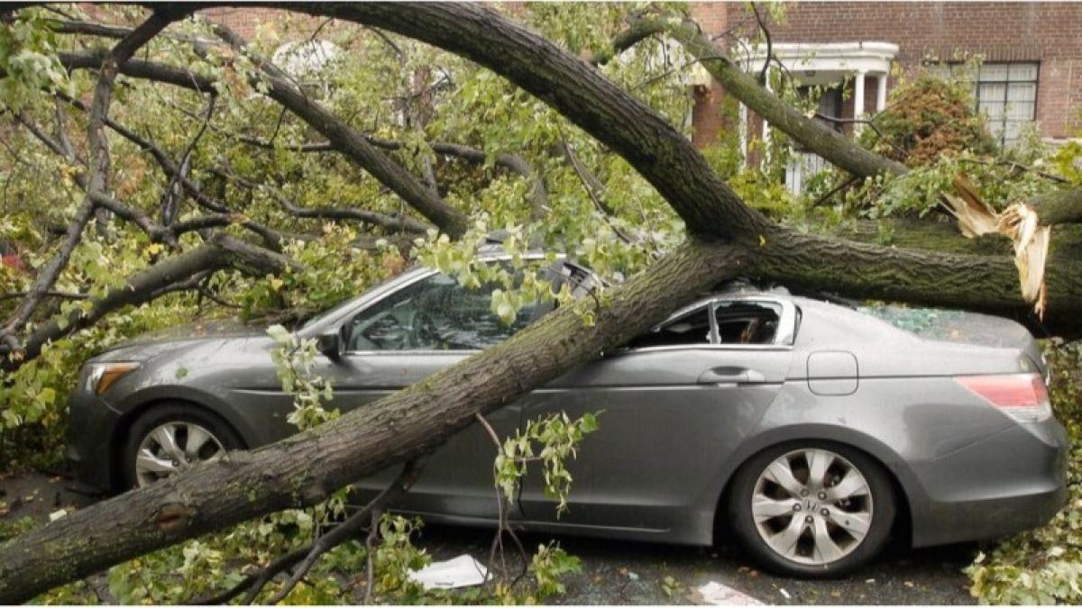 Что делать, если дерево упало на машину или балкон и кто за это заплатит?