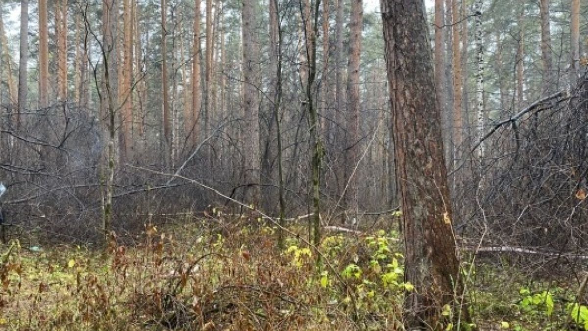 СМИ: в Екатеринбурге 21-летний парень убил в лесу, раздел и обезглавил мать Место обнаружения обезглавленного тела в лесу