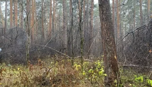 СМИ: в Екатеринбурге 21-летний парень убил в лесу, раздел и обезглавил мать