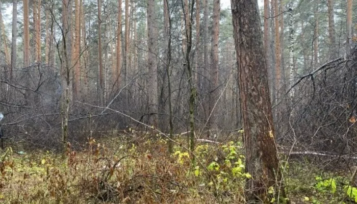 СМИ: в Екатеринбурге 21-летний парень убил в лесу, раздел и обезглавил мать СМИ: в Екатеринбурге 21-летний парень убил в лесу, раздел и обезглавил мать