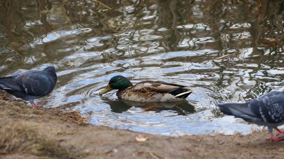 Парк "Юбилейный"
