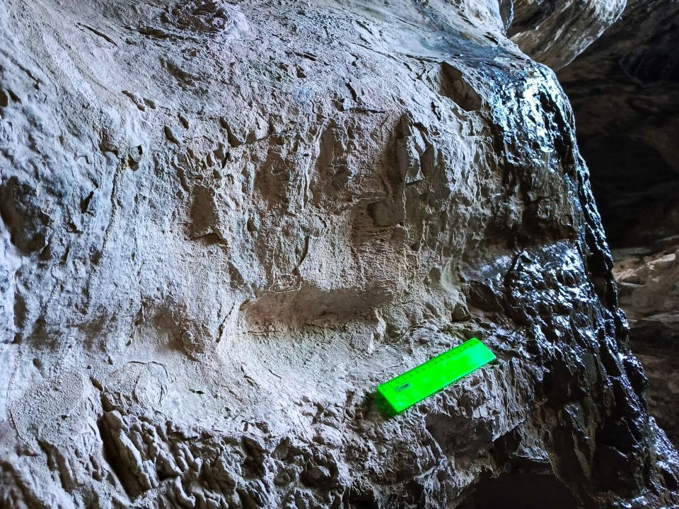 "След" медвежьей лапы