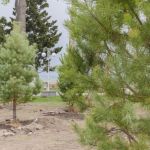 Молодые деревья высадили в Нагорном парке Барнаула