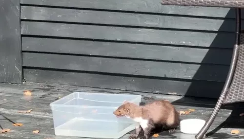 Известного российского винодела Швеца укусила бешеная куница