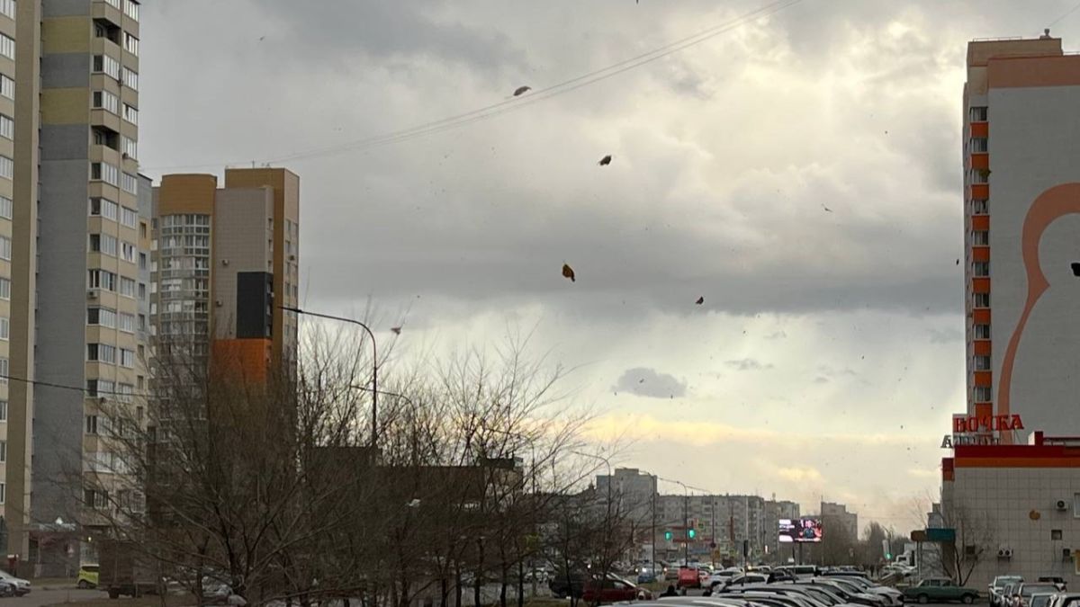 Мусор и листья в небе