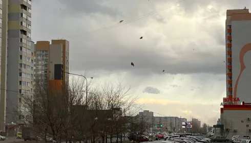 Барнаульские парки закрылись для посетителей из-за штормового ветра