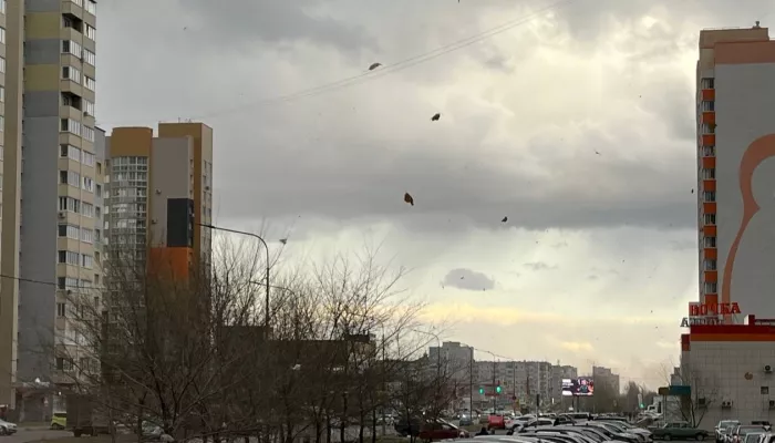 Барнаульские парки закрылись для посетителей из-за штормового ветра Барнаульские парки закрылись для посетителей из-за штормового ветра