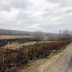 ЧП на сетях и поваленные прилавки. Непогода набирает обороты в Алтайском крае