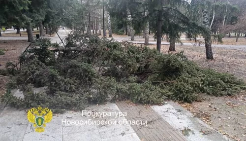 Дерево рухнуло на пожилую пару у монумента в Новосибирске