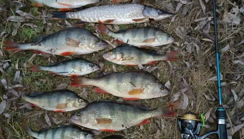 Последние уловы: рыбаки Алтайского края хвастаются успешным закрытием сезона. Фото