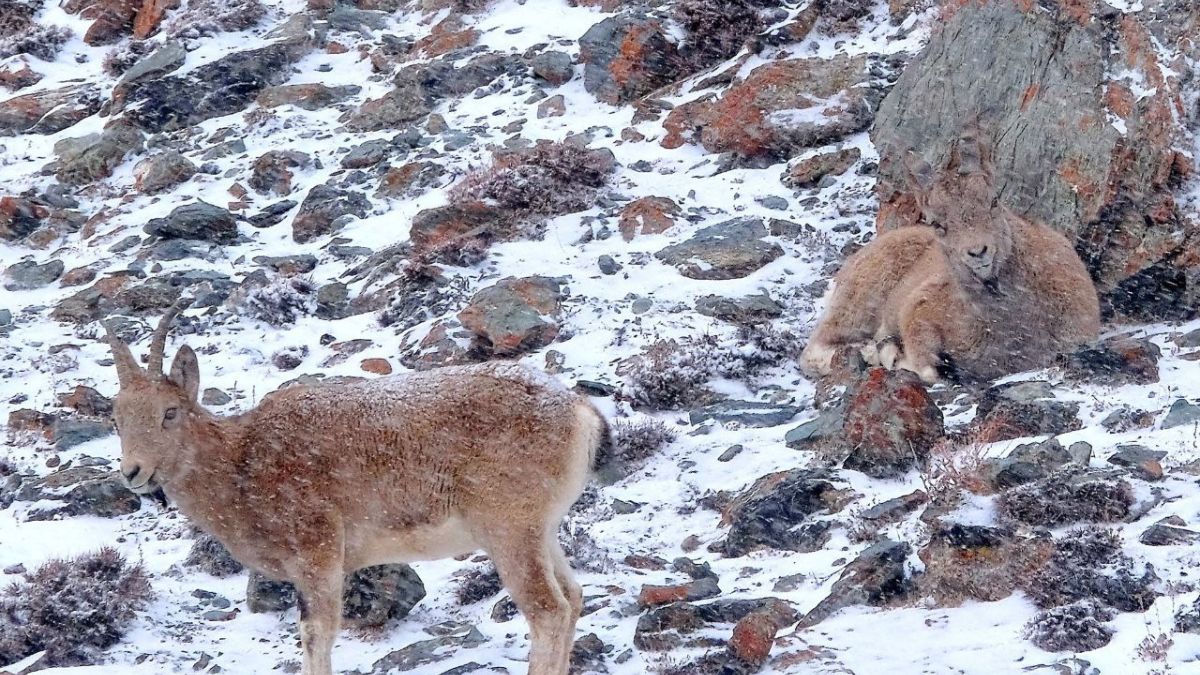 Сибирский горный козел