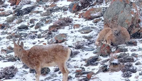 В Сайлюгемском нацпарке показали самок и малышей сибирского горного козла. Фото
