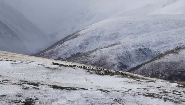 В Сайлюгемском нацпарке запечатлели заснеженные горные пейзажи. Фото