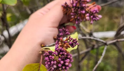 В Горно-Алтайске неожиданно зацвела сирень в начале ноября