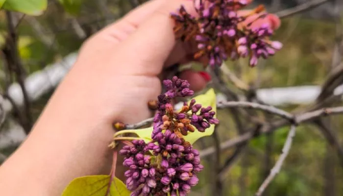 В Горно-Алтайске неожиданно зацвела сирень в начале ноября