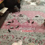 Откуда их столько?!: сибирский город атаковали полчища грызунов. Фото