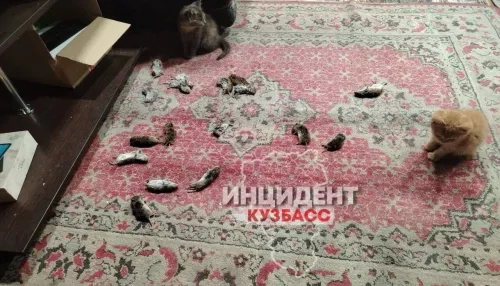 Откуда их столько?!: сибирский город атаковали полчища грызунов. Фото