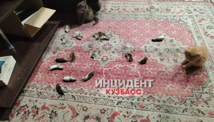 Откуда их столько?!: сибирский город атаковали полчища грызунов. Фото