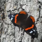 Позднюю бабочку-адмирала заметили в Алтайском заповеднике. Фото