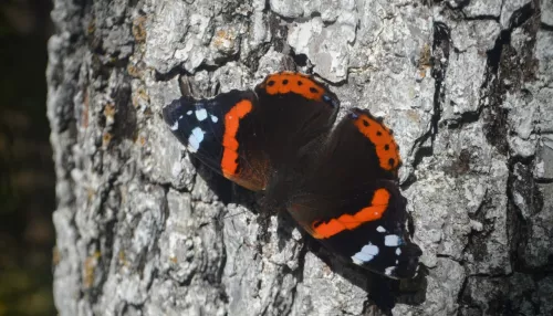 Позднюю бабочку-адмирала заметили в Алтайском заповеднике. Фото