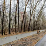 Более тысячи деревьев снесут в бывшем парке имени Ленина. Названа причина