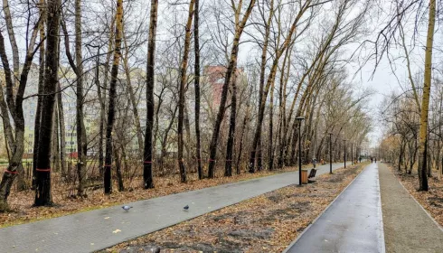 Более тысячи деревьев снесут в бывшем парке имени Ленина. Названа причина