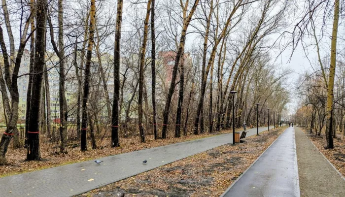 Более тысячи деревьев снесут в бывшем парке имени Ленина. Названа причина