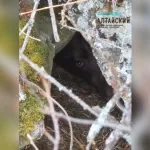 В Алтайском заповеднике засняли медведя, готовящегося к зимней спячке. Видео