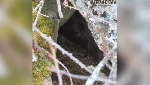 В Алтайском заповеднике засняли медведя, готовящегося к зимней спячке. Видео