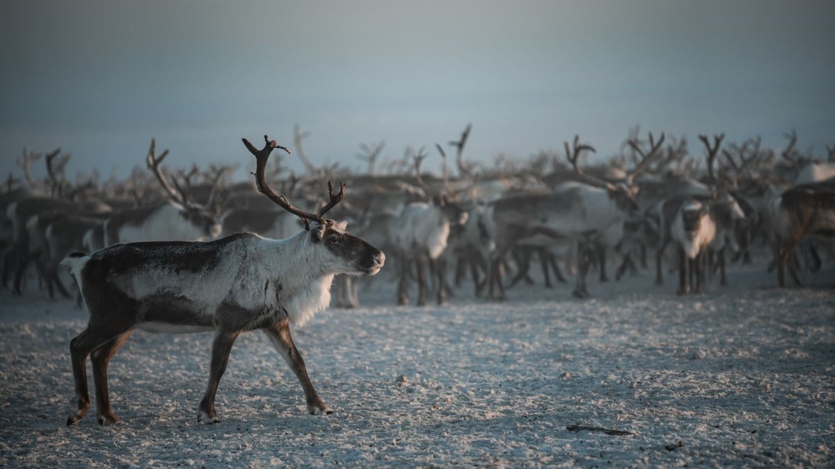 Главным призом конкурса "Ростелекома" для журналистов станет поездка в Арктику
